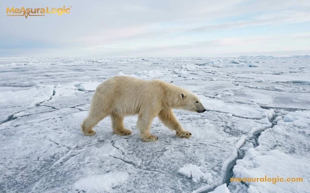 A young polar bear walks across a vast frozen Arctic ice shelf. Thick creamy white fur against a pale blue sky and endless cracked sea ice.